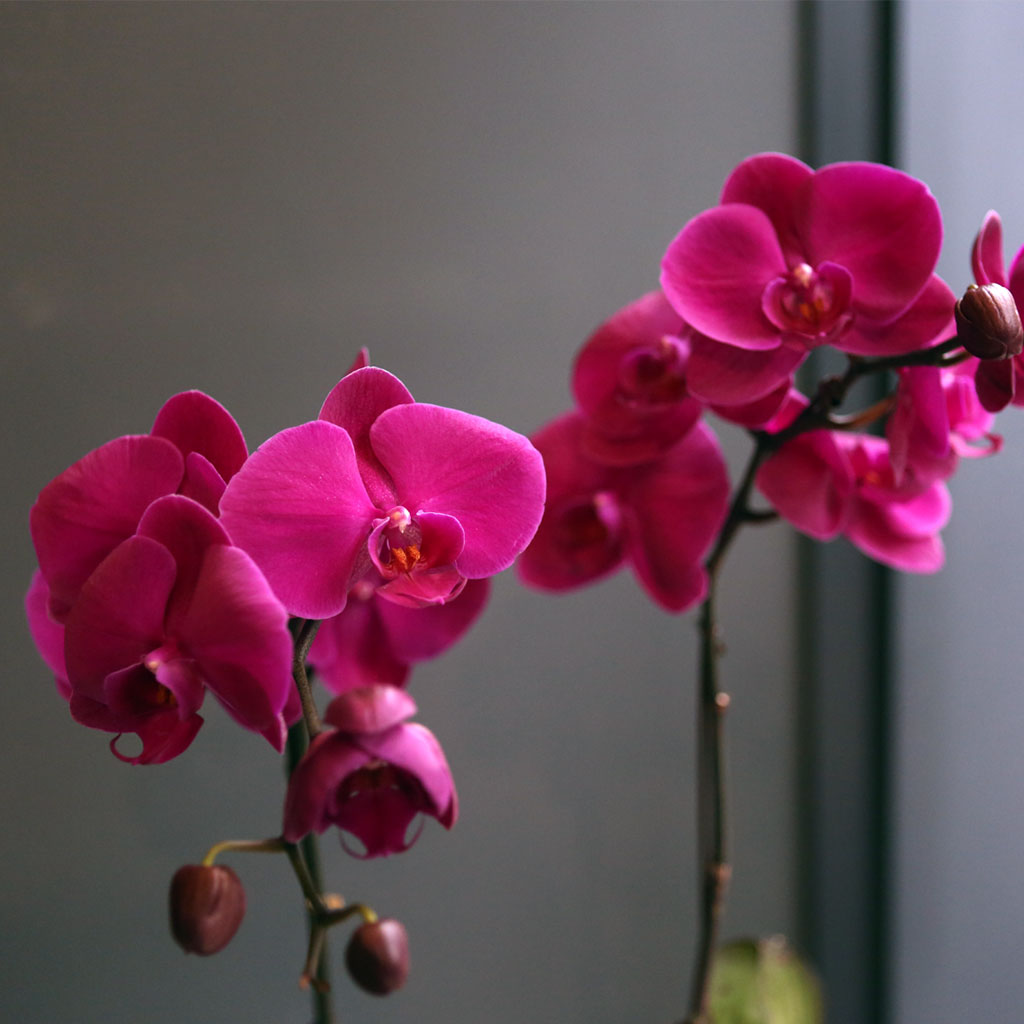 Office & nature Pink orchid **ȱ⺯°æ**