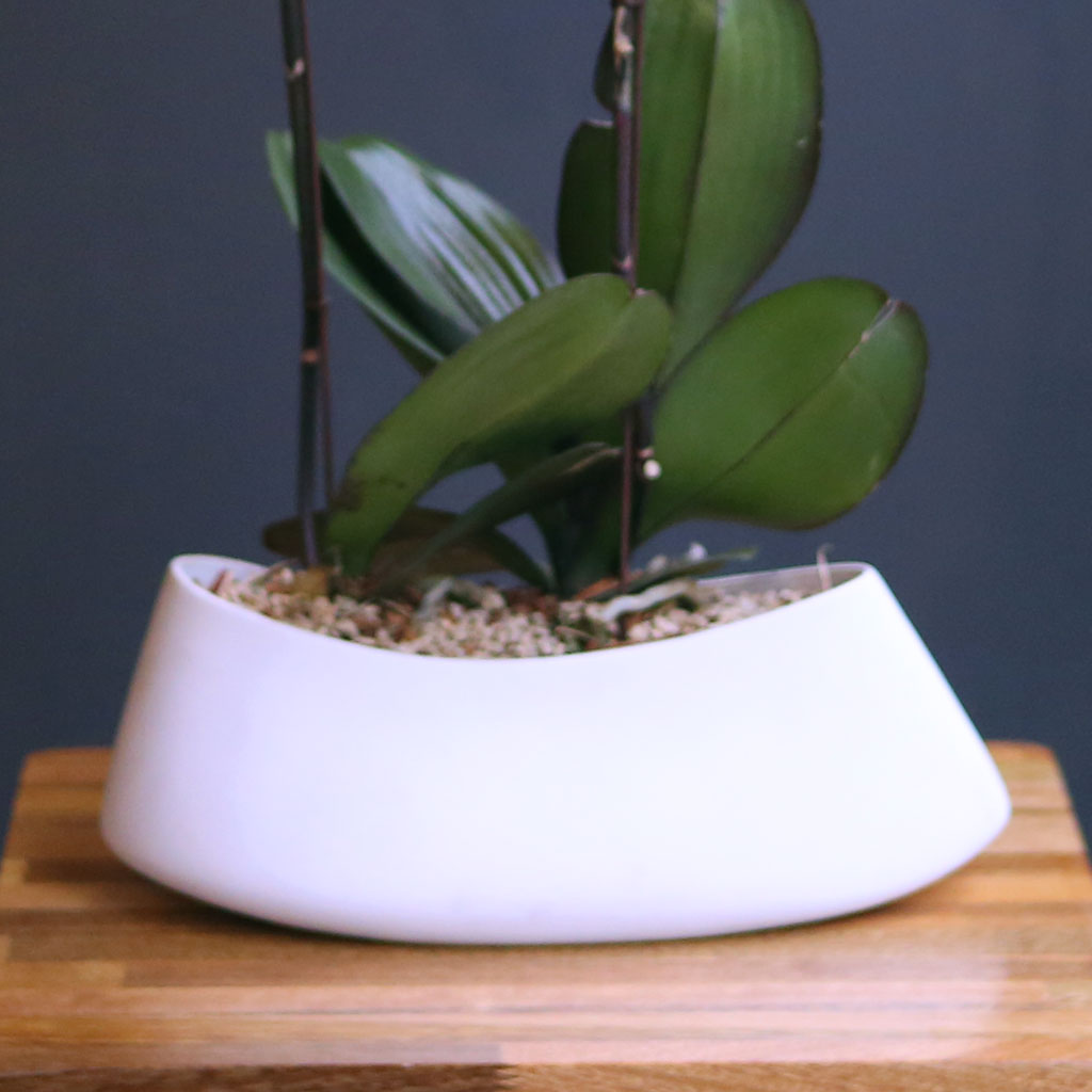 Office & nature Pink orchid **ȱ⺯°æ**