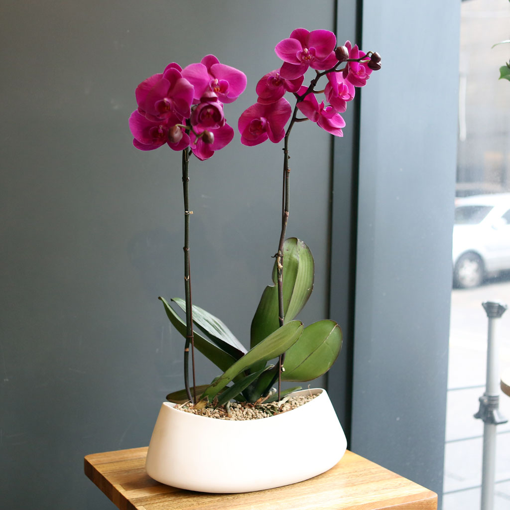 Office & nature Pink orchid **ȱ⺯°æ**