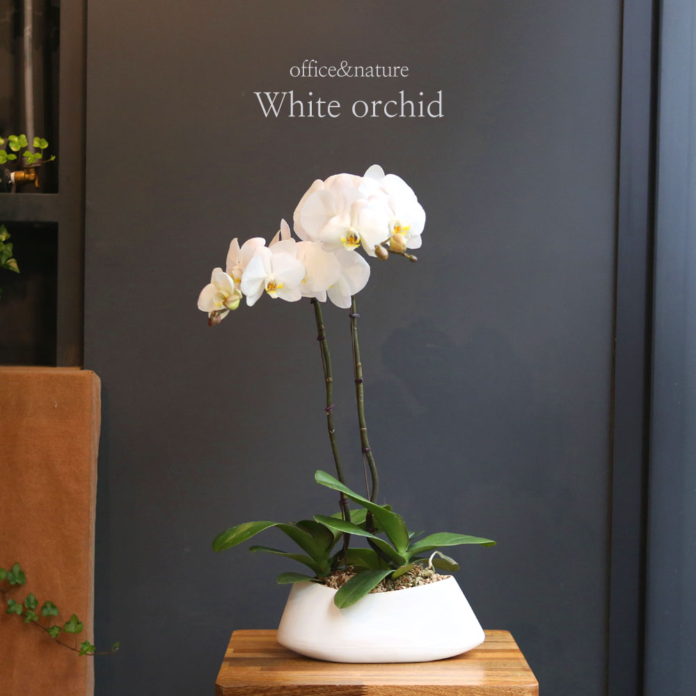 Office&Nature White Orchid () [ȭ⺯]  ɹ