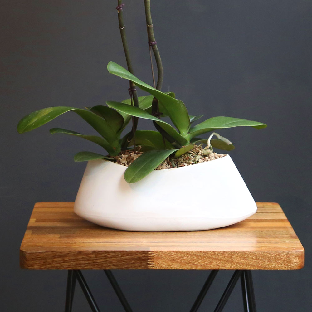 Office&Nature White Orchid () [ȭ⺯]  ɹ