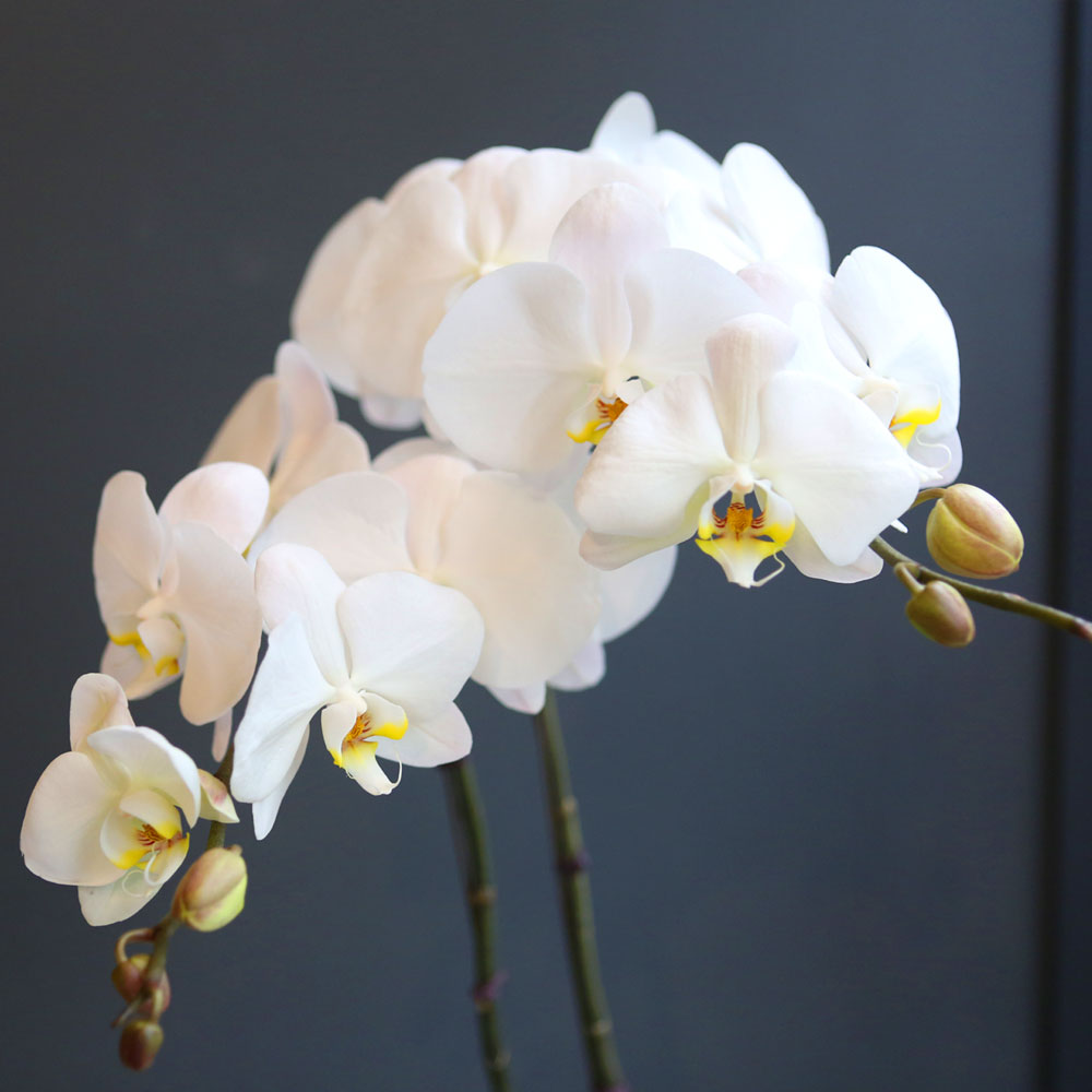 Office&Nature White Orchid () [ȭ⺯]  ɹ