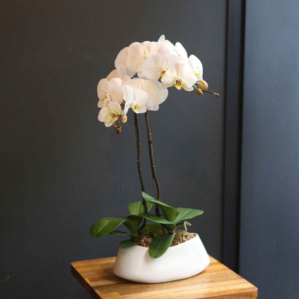 Office&Nature White Orchid () [ȭ⺯]  ɹ