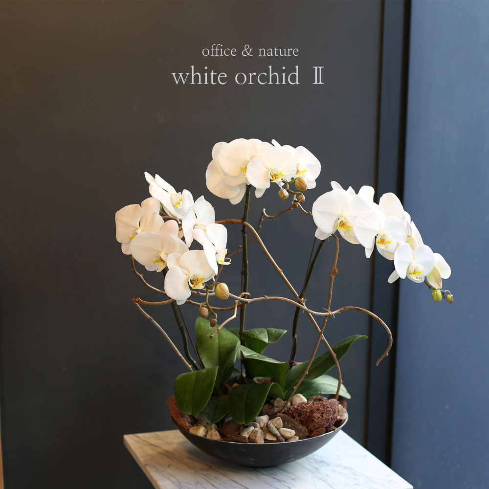 Office & nature White orchid   **ȭ⺯**