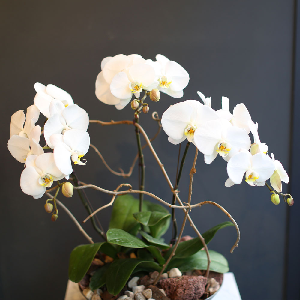 Office & nature White orchid   **ȭ⺯**