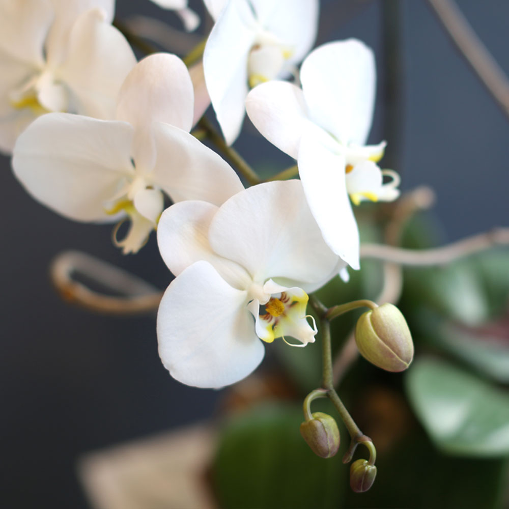 Office & nature White orchid   **ȭ⺯**