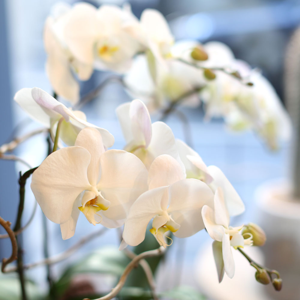 Office & nature White orchid   **ȭ⺯**