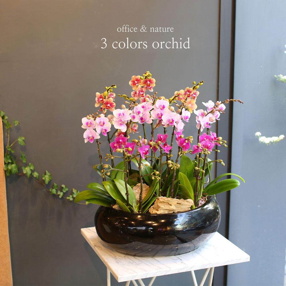 [Office & nature] 3 Colors Orchid