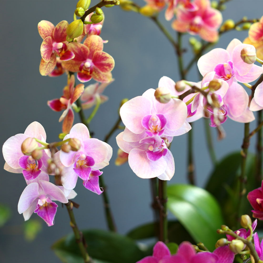[Office & nature] 3 Colors Orchid