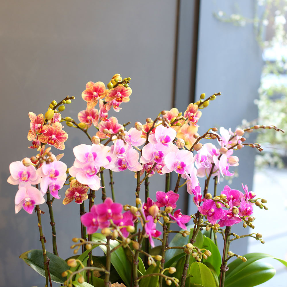 [Office & nature] 3 Colors Orchid