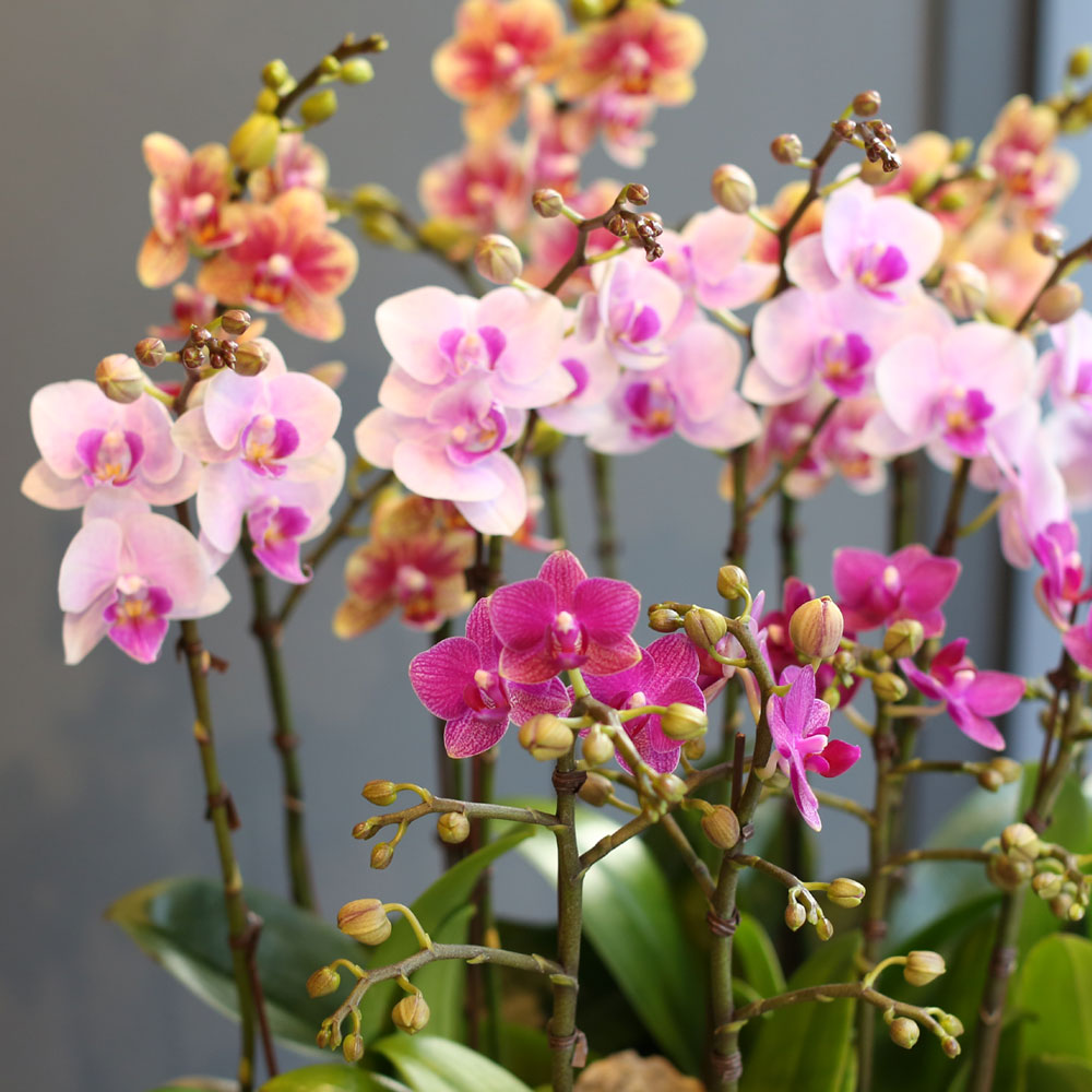 [Office & nature] 3 Colors Orchid