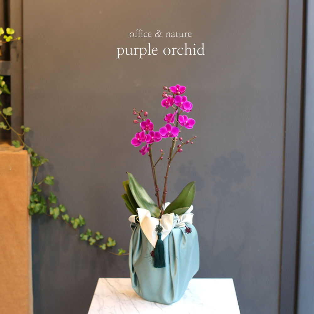 (¼¿ï, ´ë±¸»óǰ)Office & nature - ¸¸ÃµÈ«(º¸ÀÚ±âÆ÷Àå)