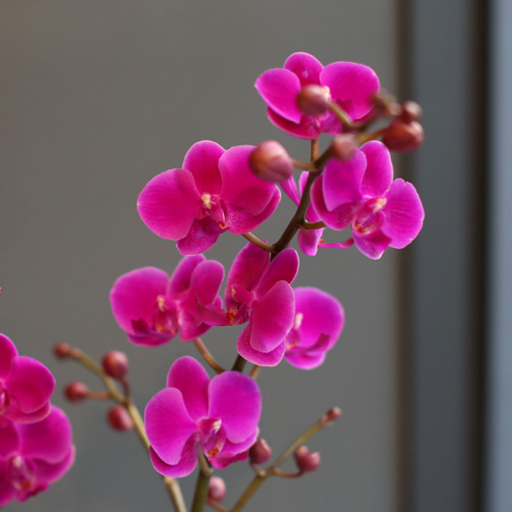 (¼¿ï, ´ë±¸»óǰ)Office & nature - ¸¸ÃµÈ«(º¸ÀÚ±âÆ÷Àå)