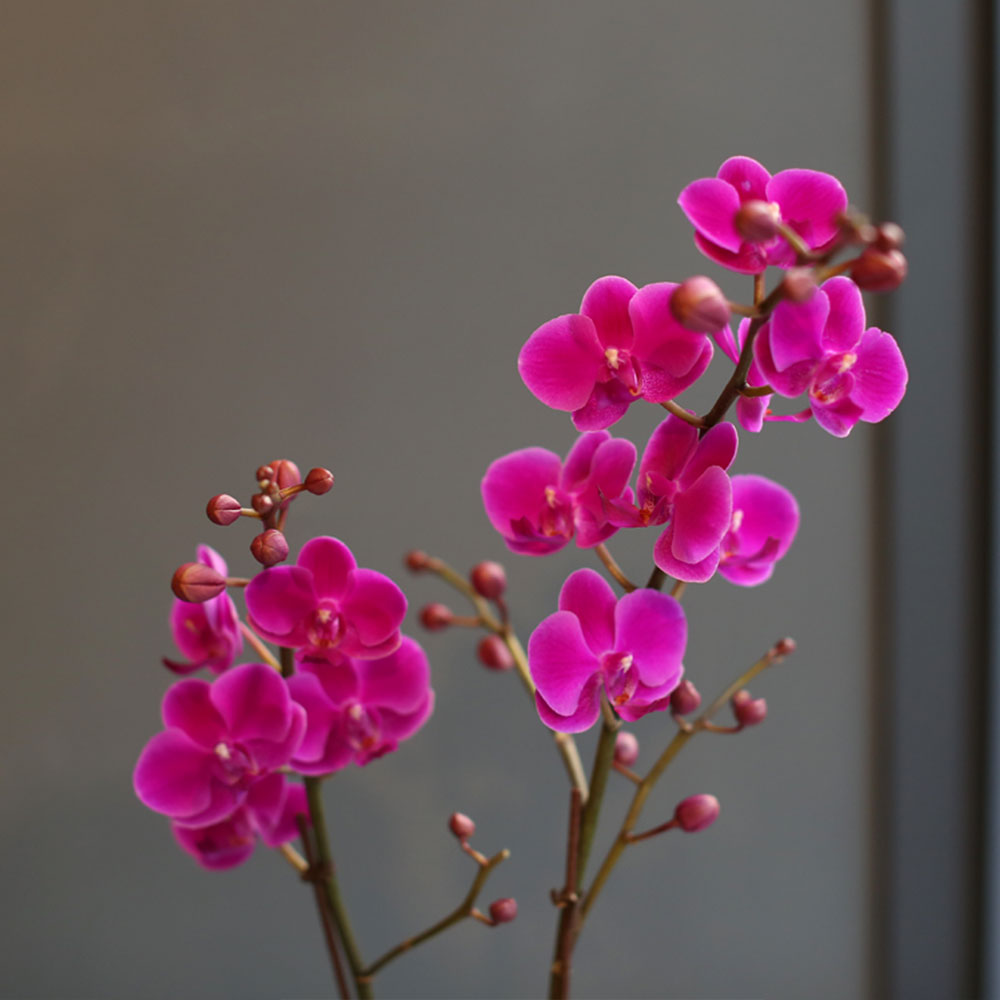 (¼¿ï, ´ë±¸»óǰ)Office & nature - ¸¸ÃµÈ«(º¸ÀÚ±âÆ÷Àå)