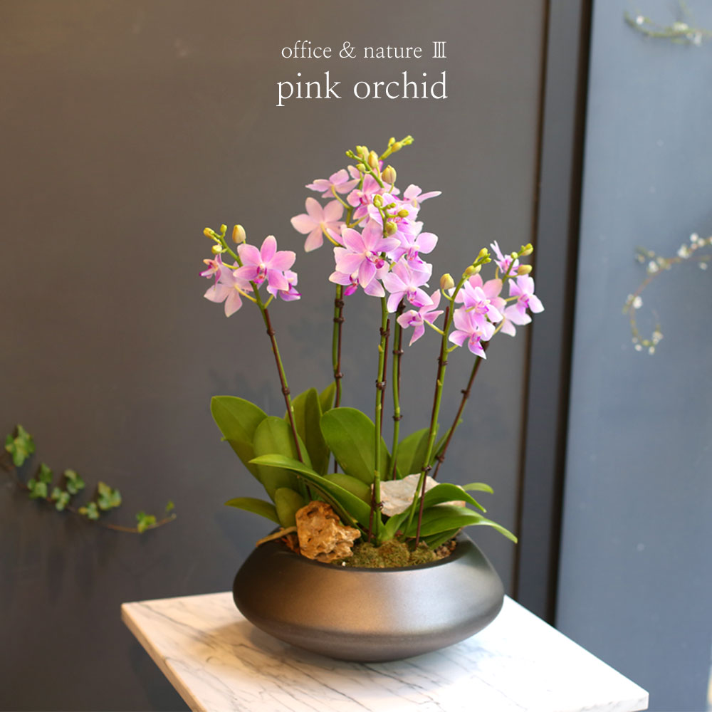 Office & nature - û¼øÇÑ ºñ¹Ùü (Áß) (´ëüµÉ ¼ö ÀÖÀ½)