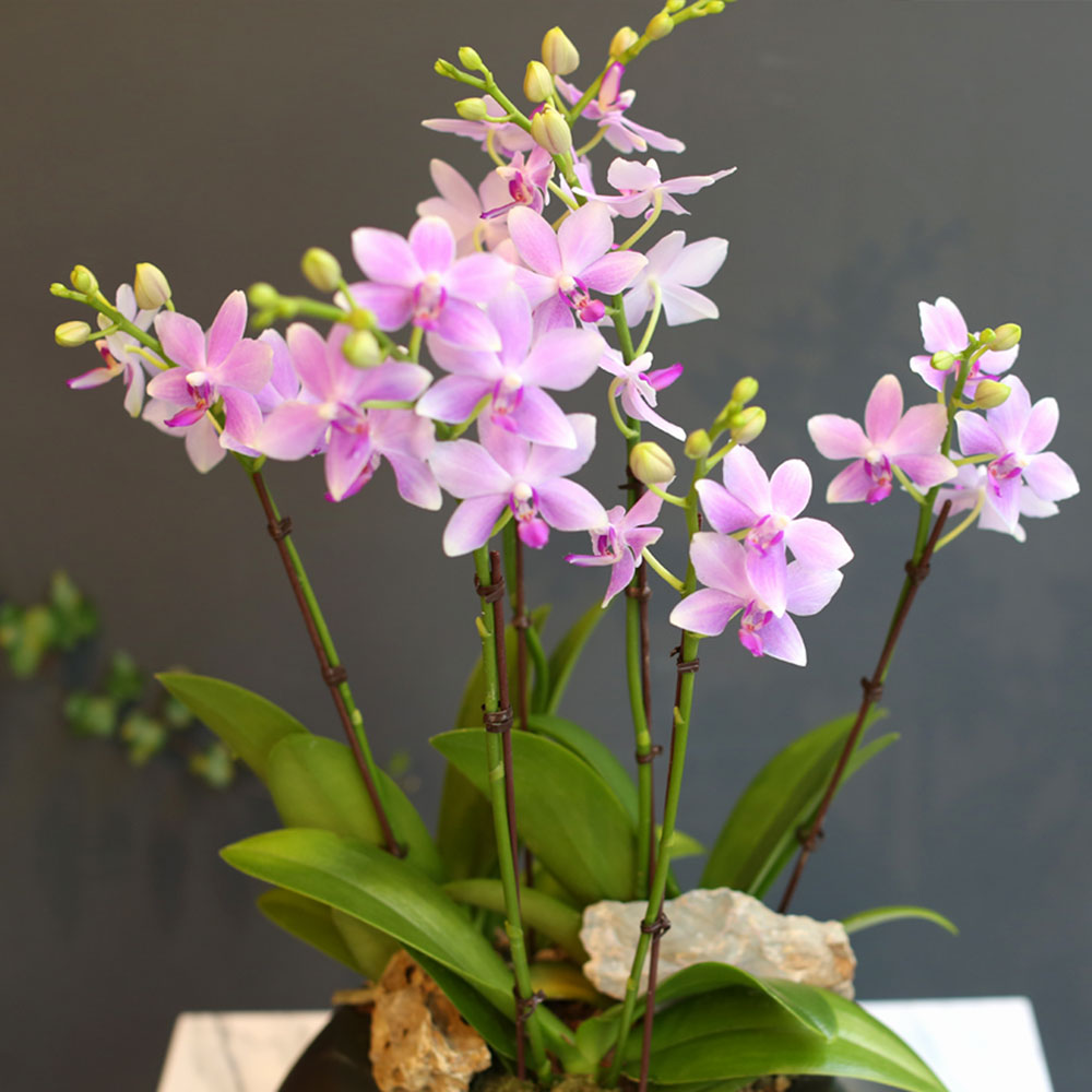 Office & nature - û¼øÇÑ ºñ¹Ùü (Áß) (´ëüµÉ ¼ö ÀÖÀ½)