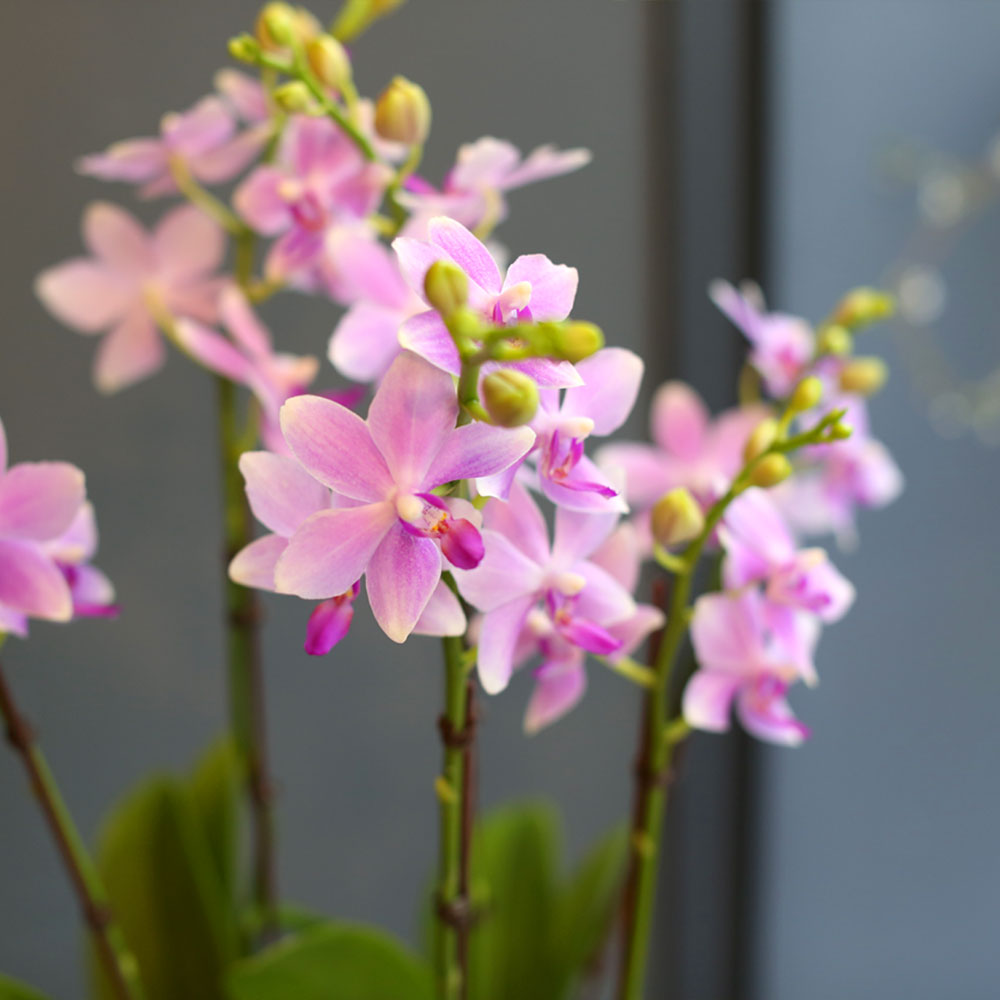 Office & nature - û¼øÇÑ ºñ¹Ùü (Áß) (´ëüµÉ ¼ö ÀÖÀ½)