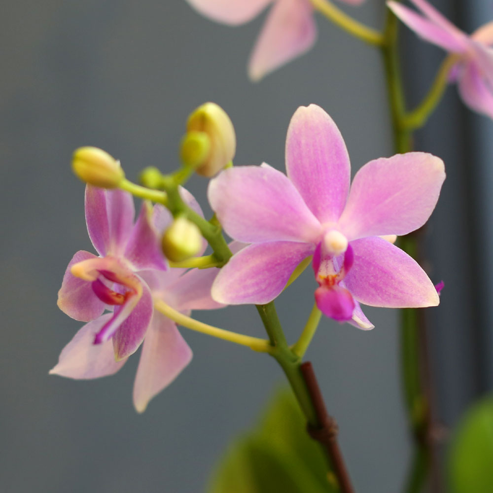 Office & nature - û¼øÇÑ ºñ¹Ùü (Áß) (´ëüµÉ ¼ö ÀÖÀ½)