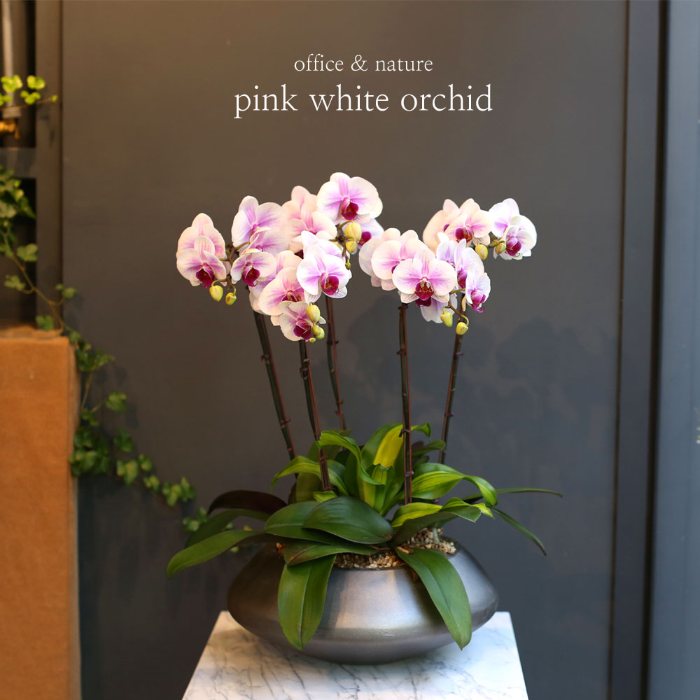 Office & nature - õ Į Ʈ () [ȭ⺯]  ɹ