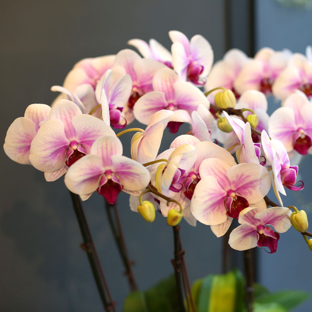 Office & nature - õ Į Ʈ () [ȭ⺯]  ɹ