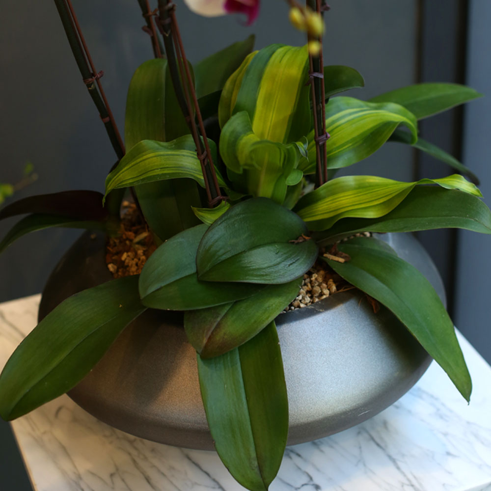 Office & nature - õ Į Ʈ () [ȭ⺯]  ɹ