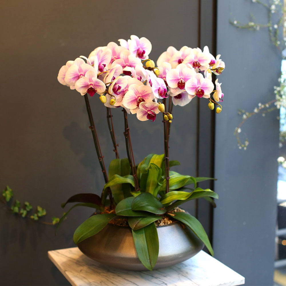 Office & nature - õ Į Ʈ () [ȭ⺯]  ɹ