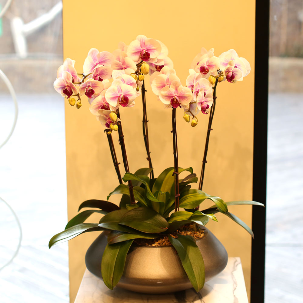 Office & nature - õ Į Ʈ () [ȭ⺯]  ɹ