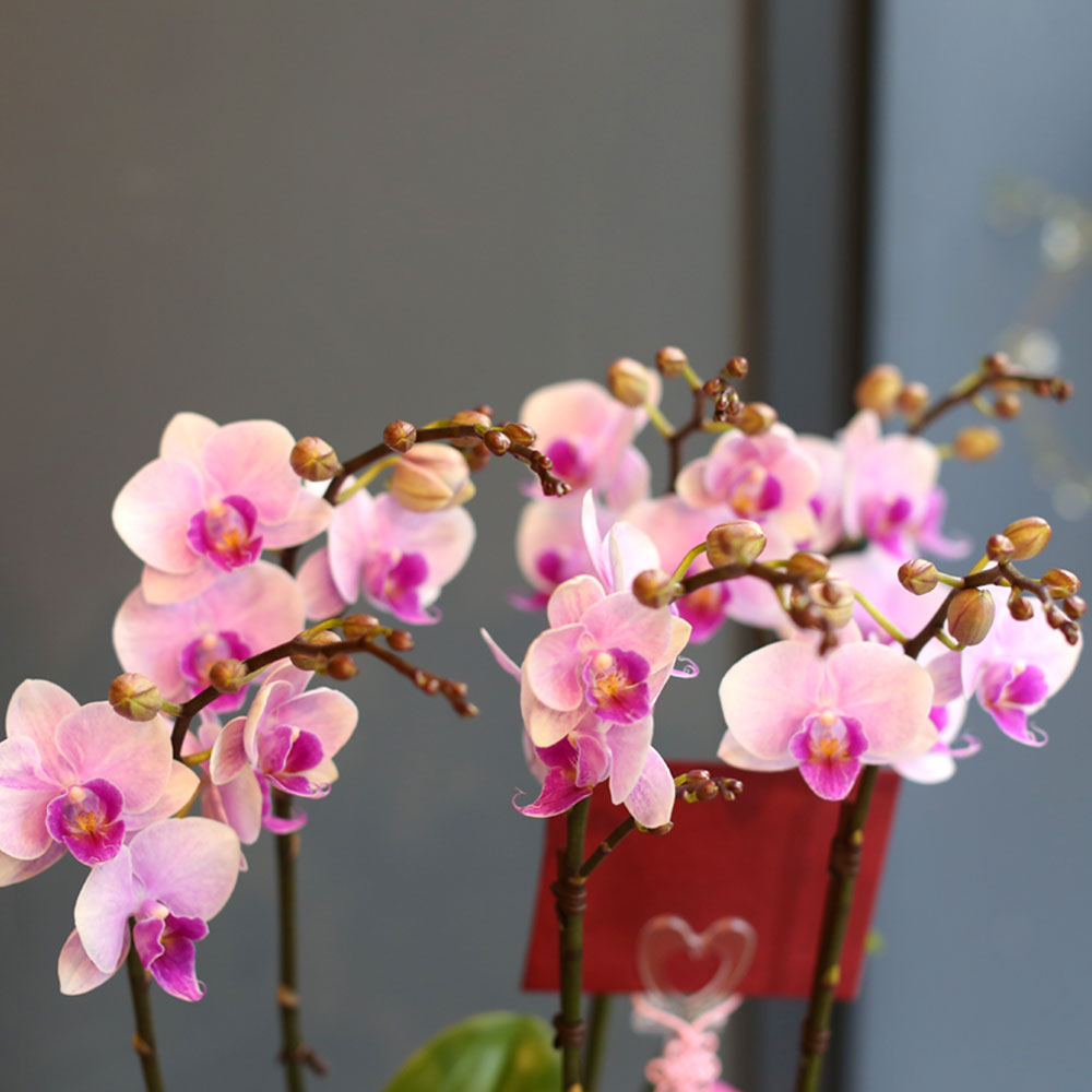 (︸ )Office & nature - (ڱ )