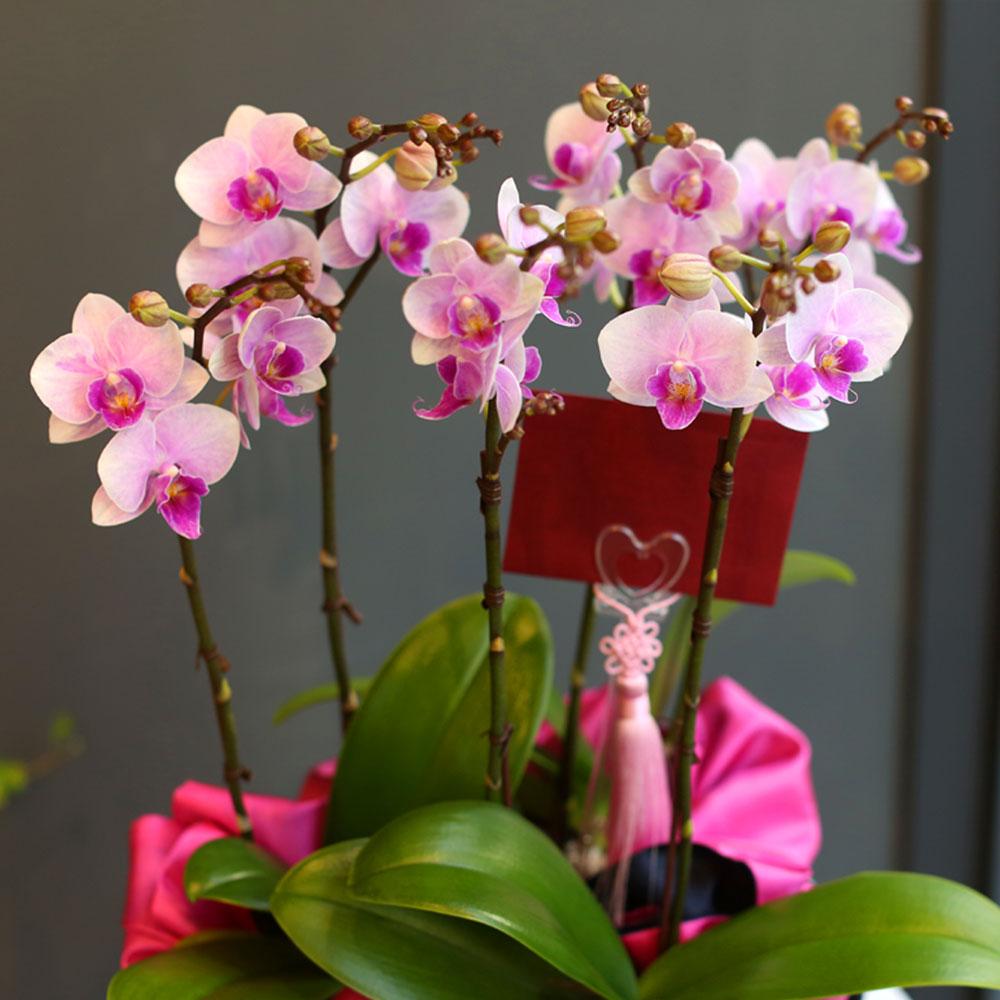 (︸ )Office & nature - (ڱ )