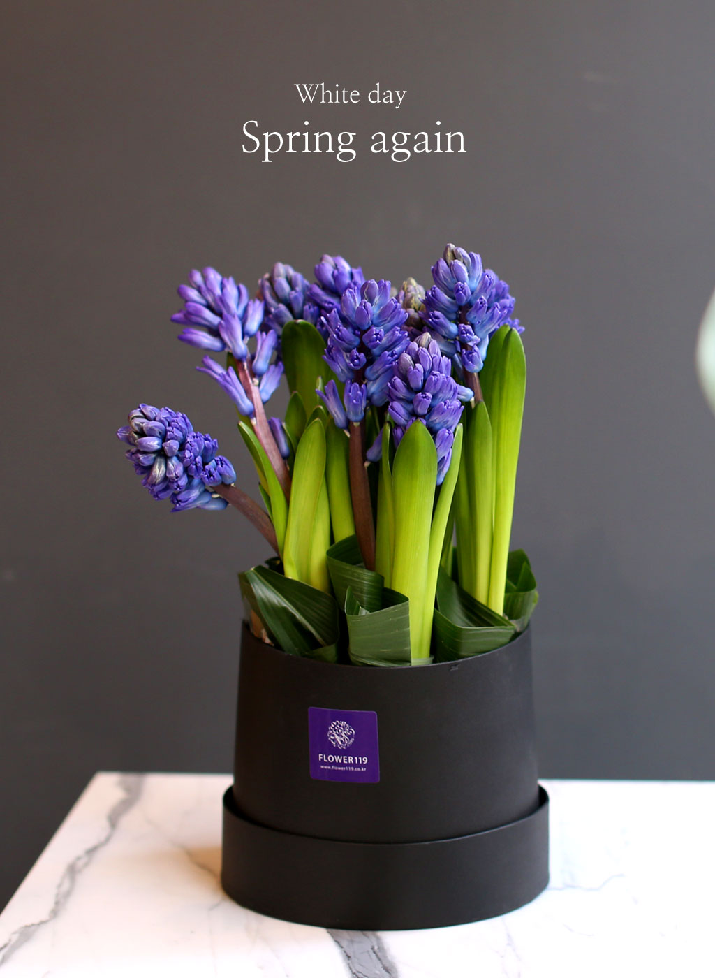 [,]  White day Spring again