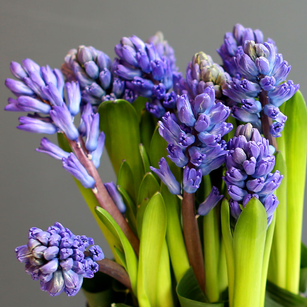 [,]  White day Spring again