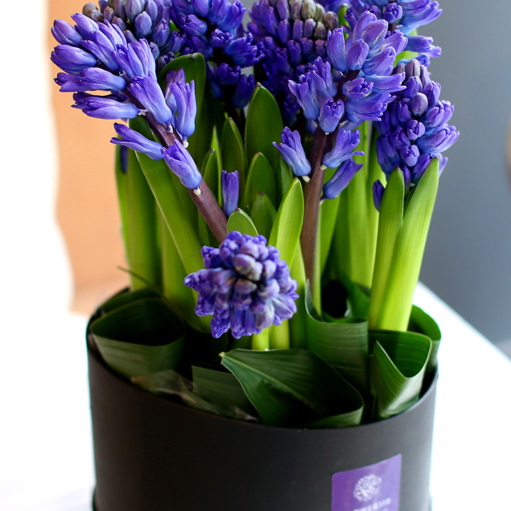 [,]  White day Spring again