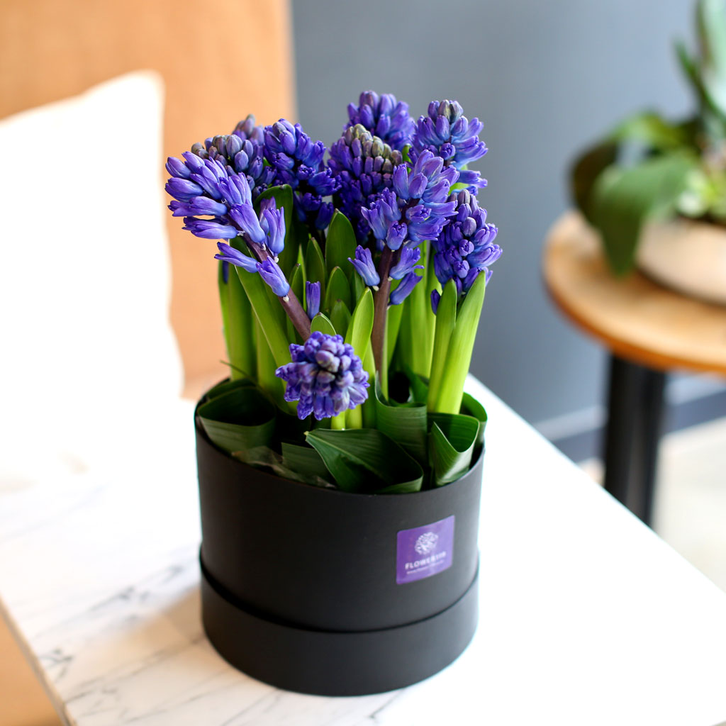 [,]  White day Spring again