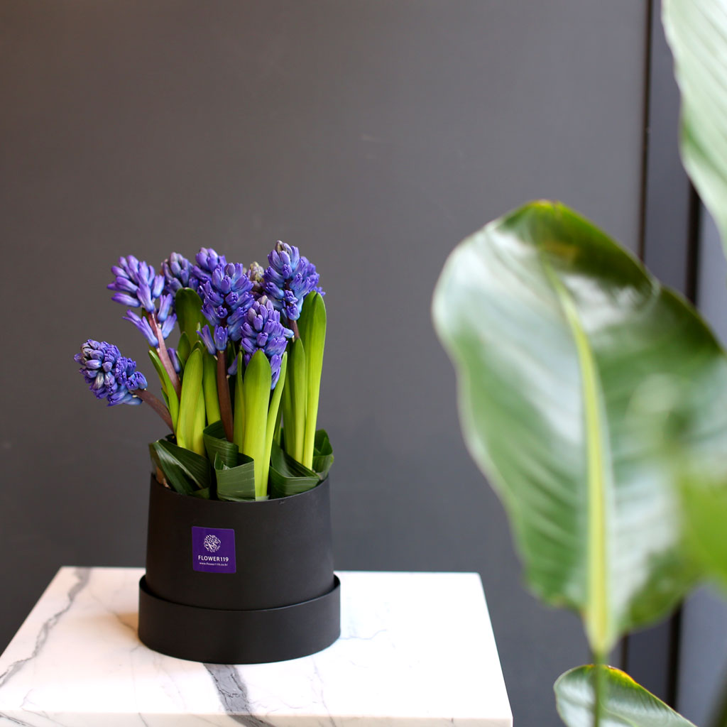 [,]  White day Spring again