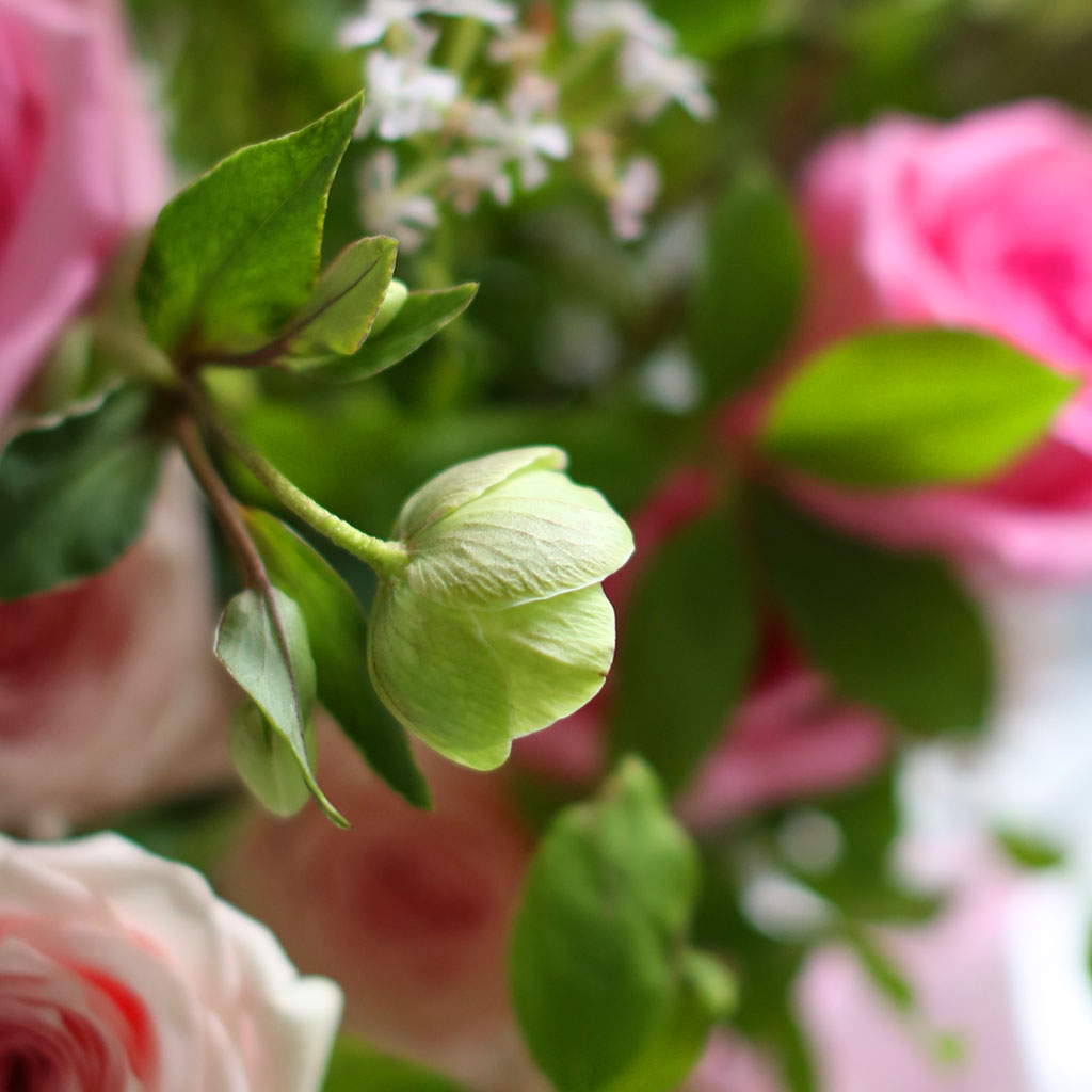 [/ ] - Rose forest  ɹ