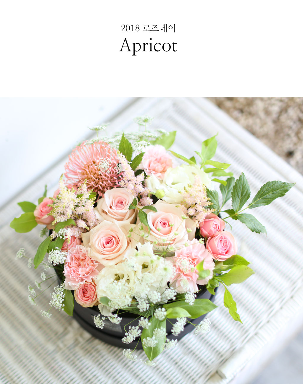 [/ ] - Apricot  ɹ