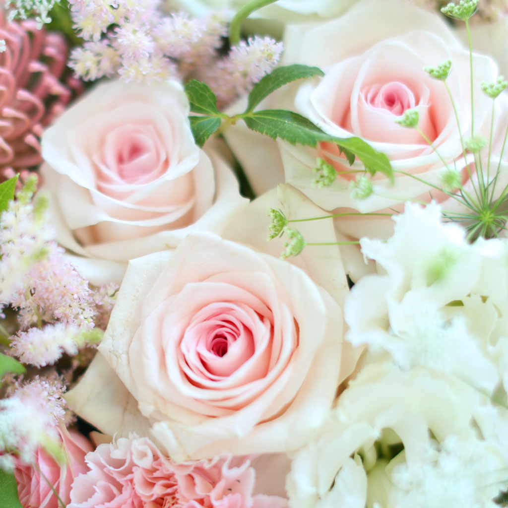 [/ ] - Apricot  ɹ