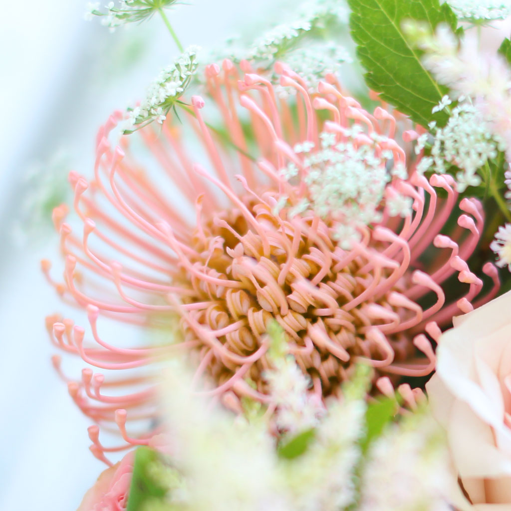 [/ ] - Apricot  ɹ