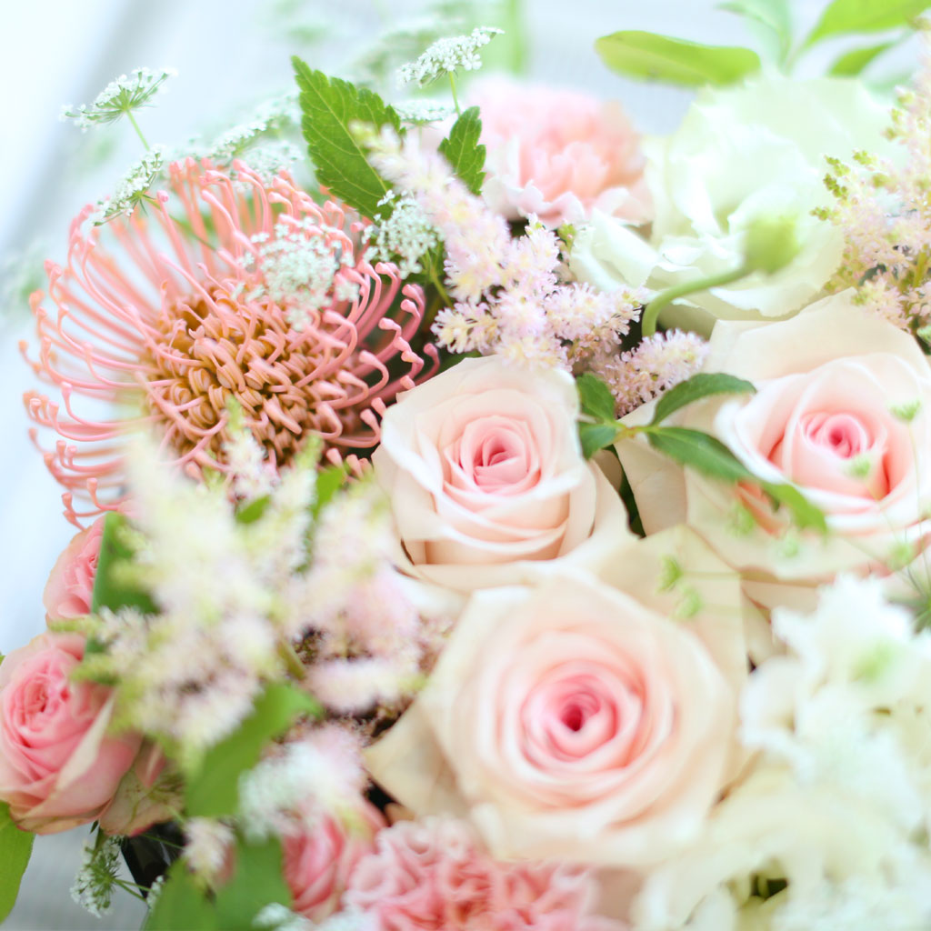 [/ ] - Apricot  ɹ