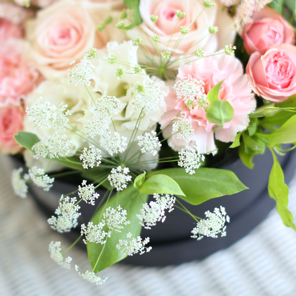 [/ ] - Apricot  ɹ