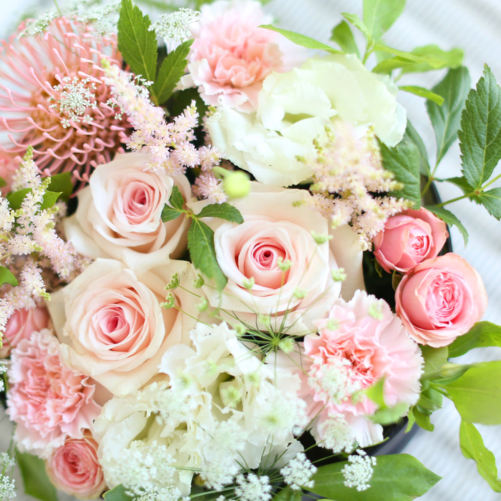 [/ ] - Apricot  ɹ