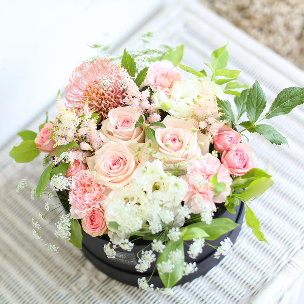 [/ ] - Apricot  ɹ