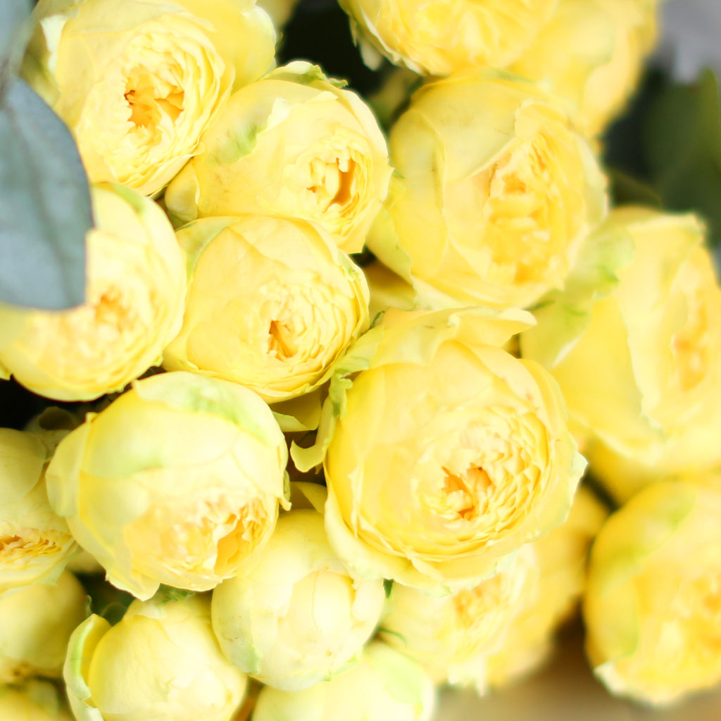 ·ÎÁîµ¥ÀÌ - īŻ·¹³ª