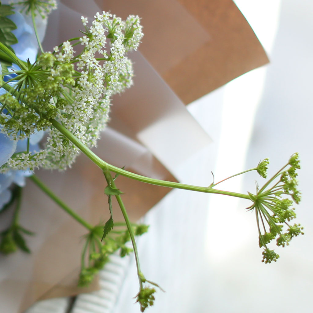 [/ǹ] Blue and white