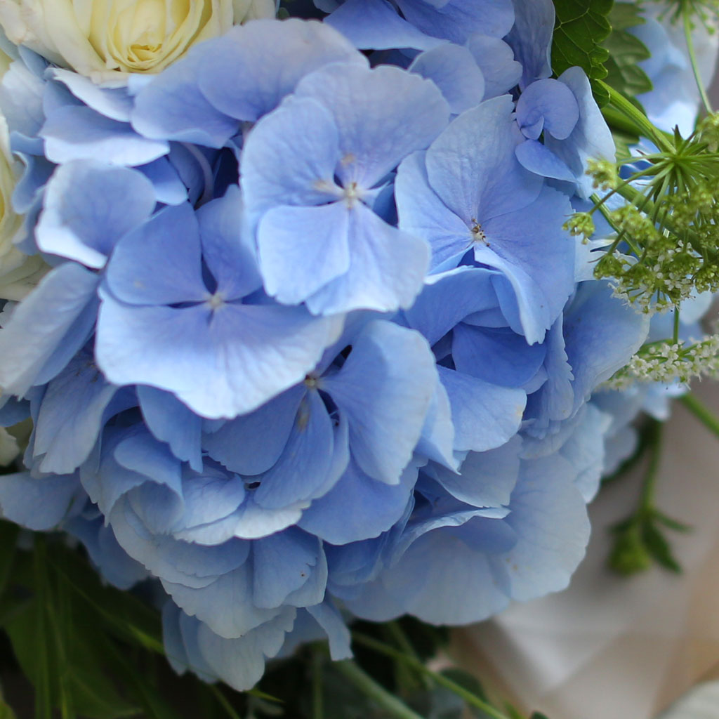 [/ǹ] Blue and white