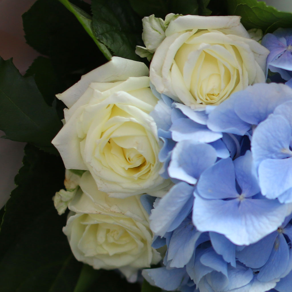 [/ǹ] Blue and white