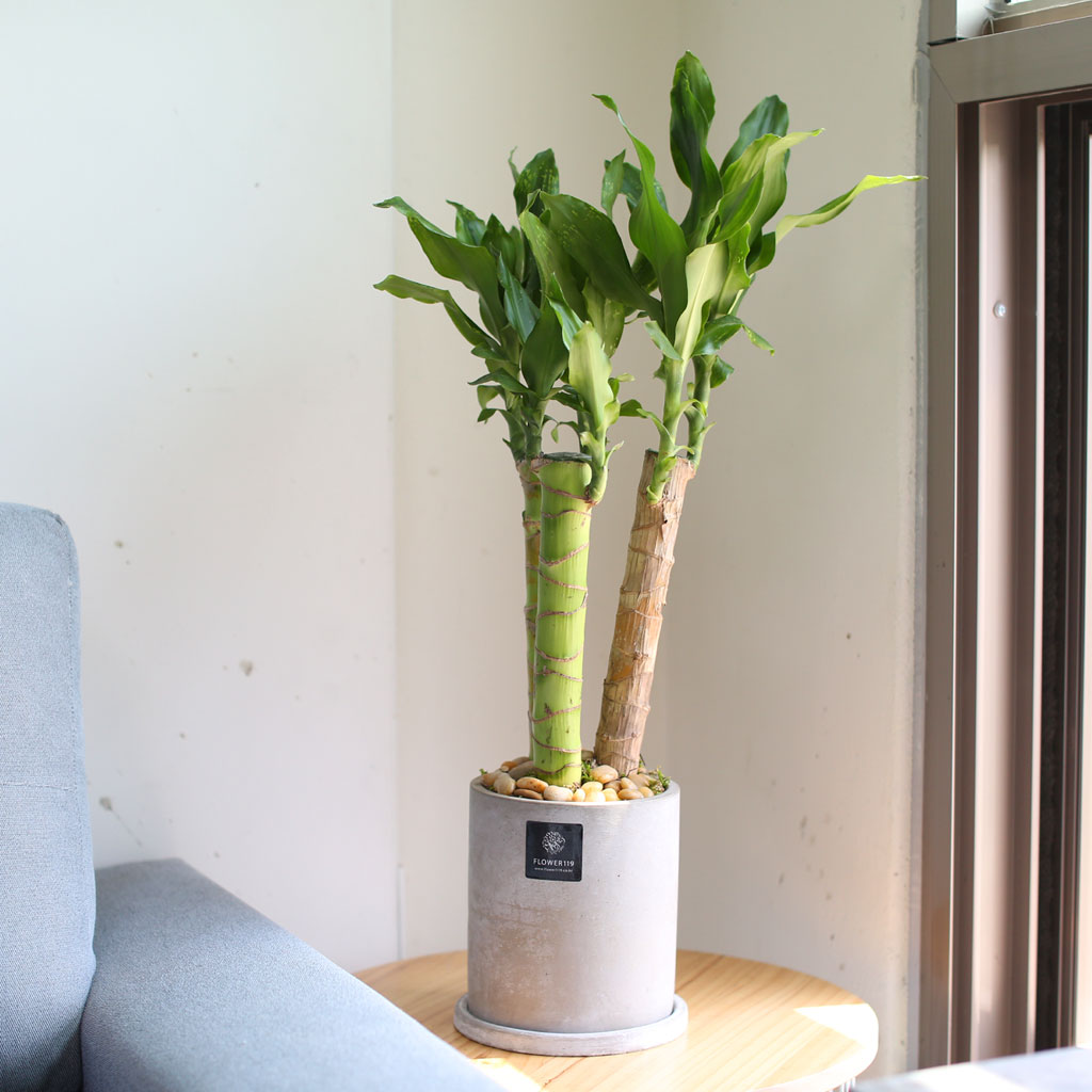 Ű¿ì¸é Çϴÿ¡¼ Ȳ±ÝÀÌ ¶³¾îÁø´ë¿ä - Ȳ±ÝÁ× ²ÉÁý ²É¹è´Þ