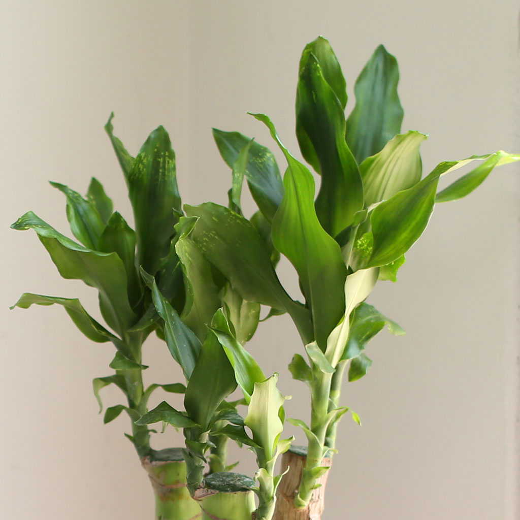 Ű¿ì¸é Çϴÿ¡¼ Ȳ±ÝÀÌ ¶³¾îÁø´ë¿ä - Ȳ±ÝÁ× ²ÉÁý ²É¹è´Þ