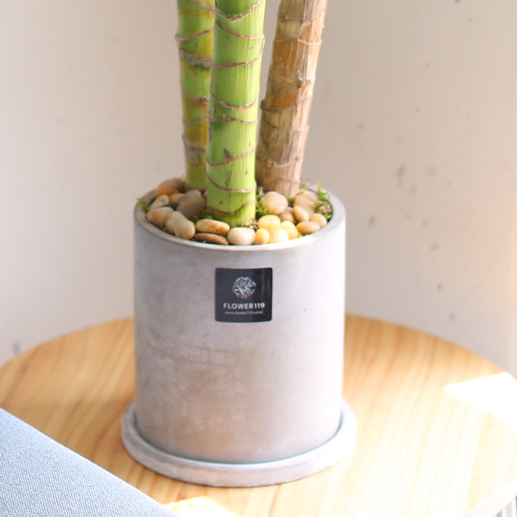 Ű¿ì¸é Çϴÿ¡¼ Ȳ±ÝÀÌ ¶³¾îÁø´ë¿ä - Ȳ±ÝÁ× ²ÉÁý ²É¹è´Þ