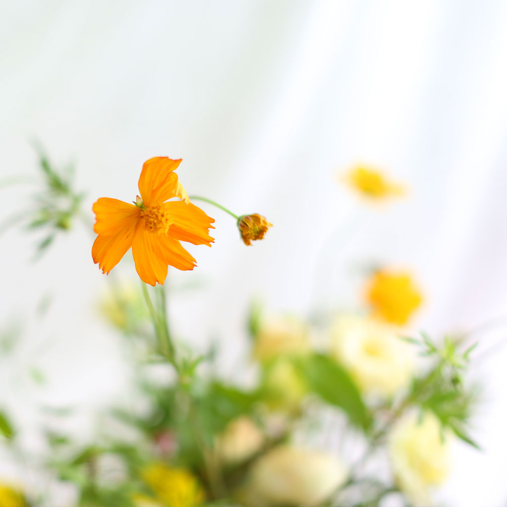 [] Fall in love ڽ  ɹ